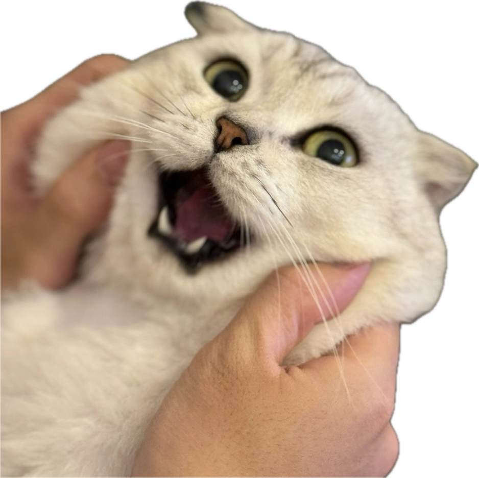 A big fancy picture of Sumo